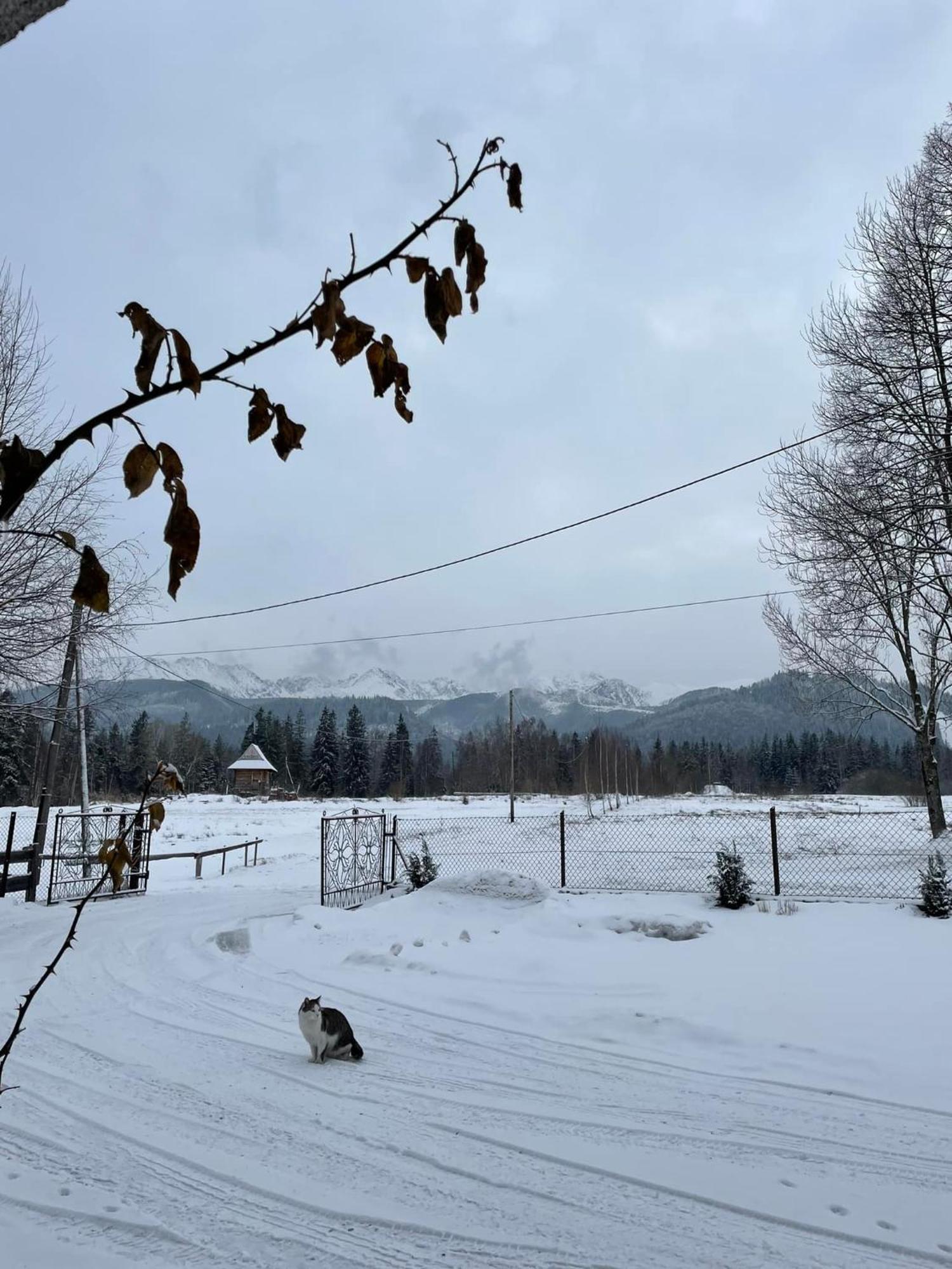 Pensjonat U Doroty, Zakopane - Twoje Miejsce W Gorach 外观 照片